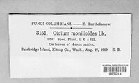 Oidium monilioides image